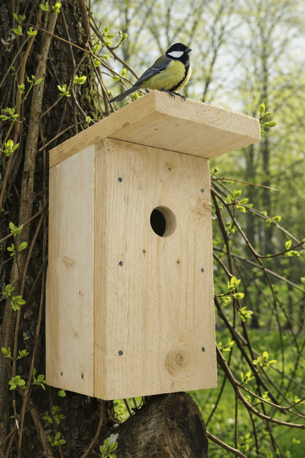 Pesakast RASVATIHANE